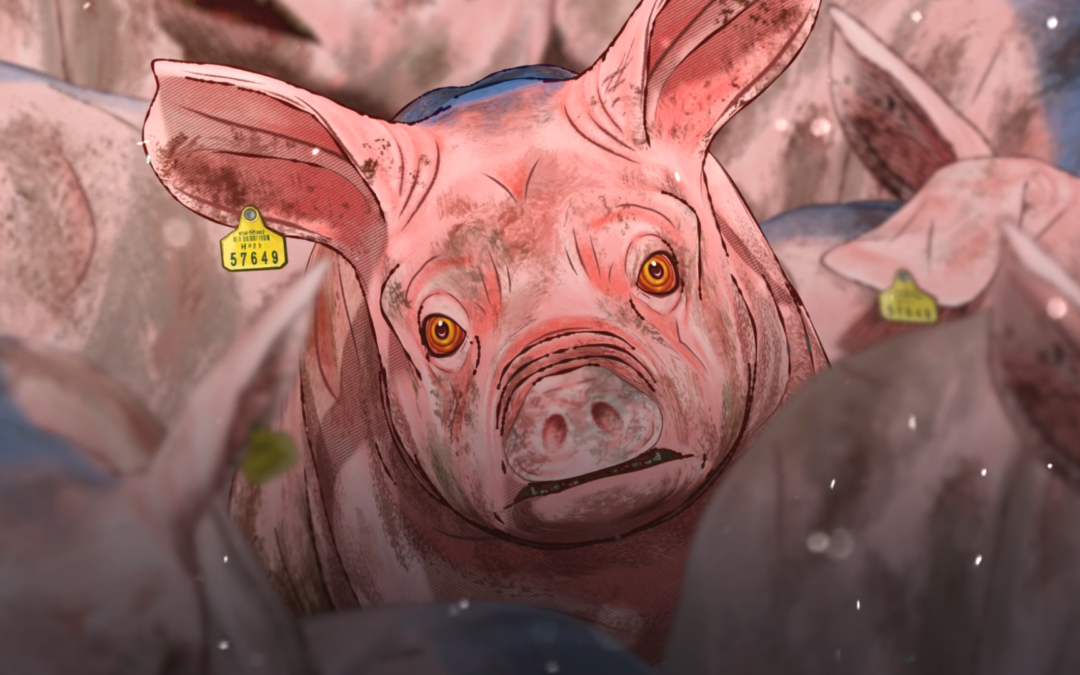 PIG THAT SURVIVED FOOT-AND-MOUTH DISEASE